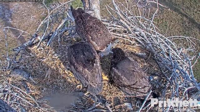 Southwest Florida Eagle Cam 03.03.2023 16:14 смотреть онлайн
