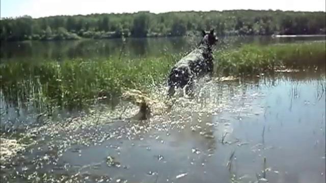 Доберман собирается на дачу 2. Doberman is going to the cottage смотреть онлайн