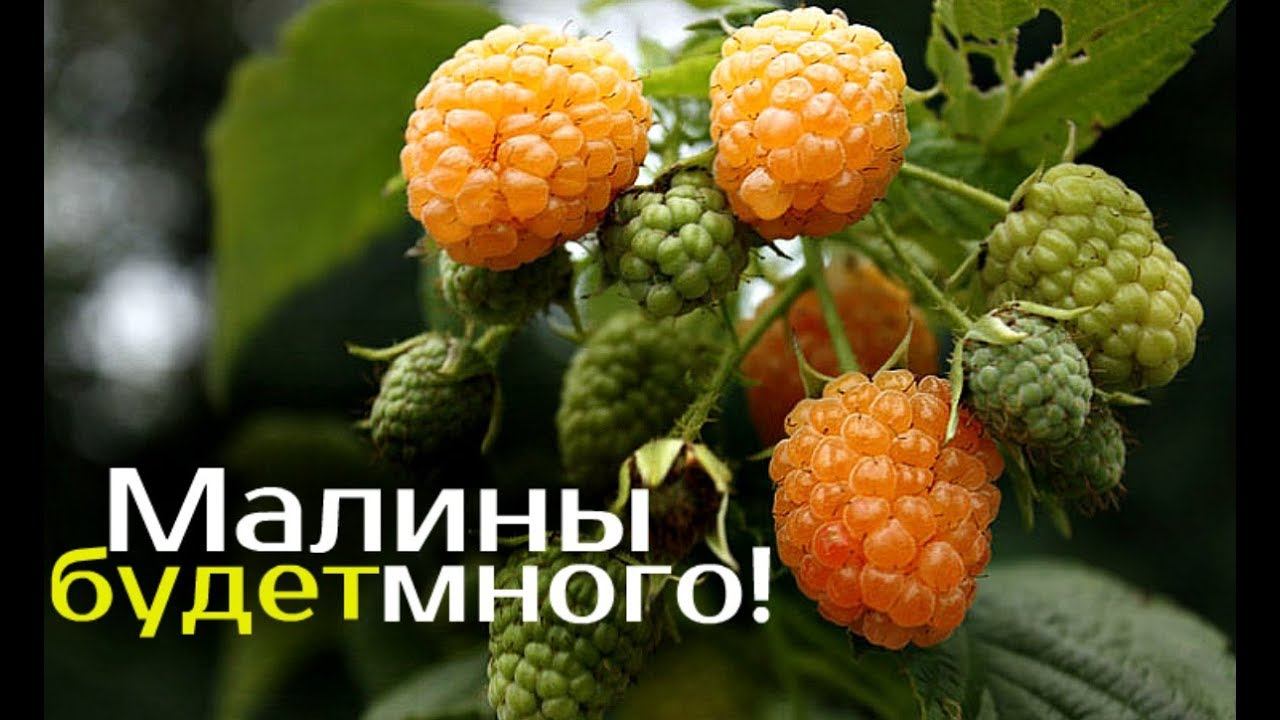 Лучшая подкормка для малины осенью после обрезки! Чем подкормить малину в сентябре после обрезки? смотреть онлайн