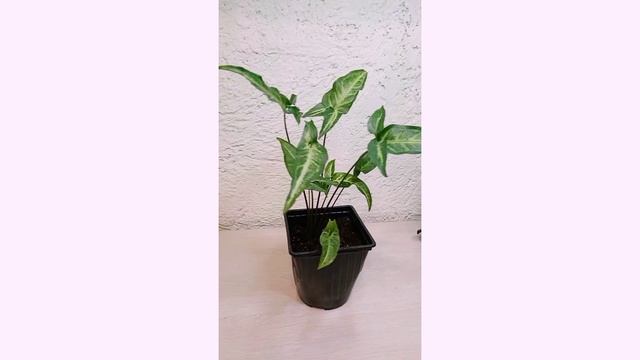 Сингониум смотреть онлайн