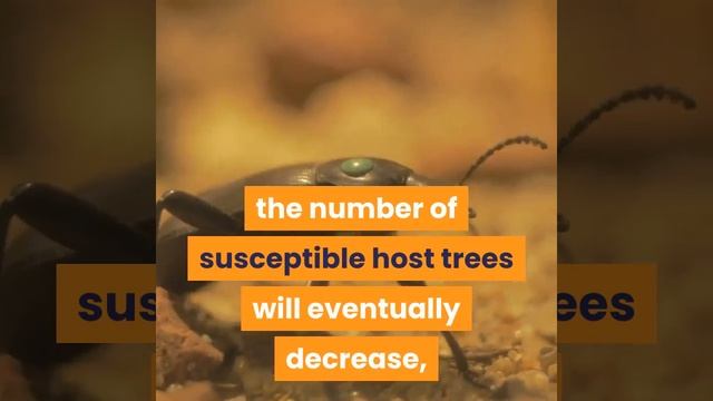 Why are healthy forests important смотреть онлайн