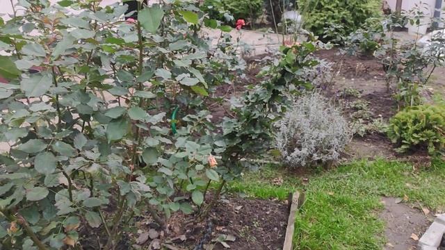 Розы после обработки железным купоросом.Почему я выбрала железный купорос для осенней обработки роз смотреть онлайн