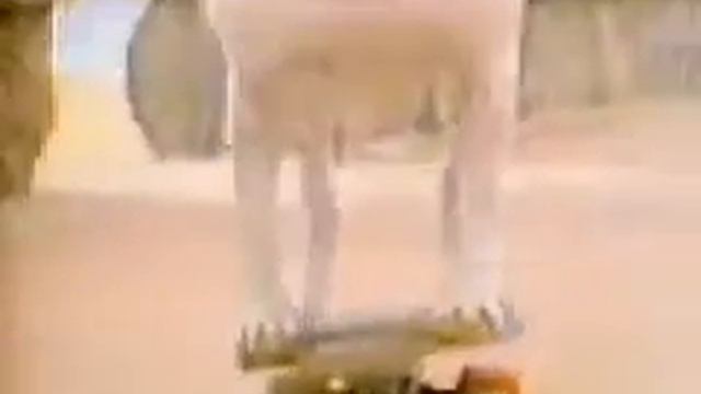 Bullterrier Skateboarding смотреть онлайн