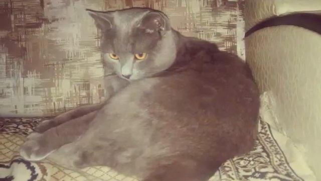 САМЫЙ КРАСИВЫЙ КОТ МИРА!!!!!! смотреть онлайн