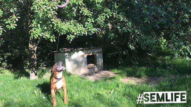 Прыгай высоко - собака прыгает в высоту - Jump high - dog jump high смотреть онлайн