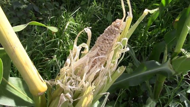 ВЛОГ за два дня/Раскраски/Покупки/Орифлейм/Дача смотреть онлайн