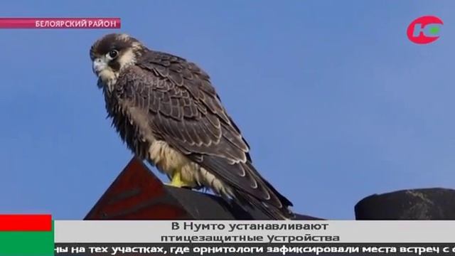 Впервые в Югре на линиях электропередачи устанавливают специальные птицезащитные устройства смотреть онлайн