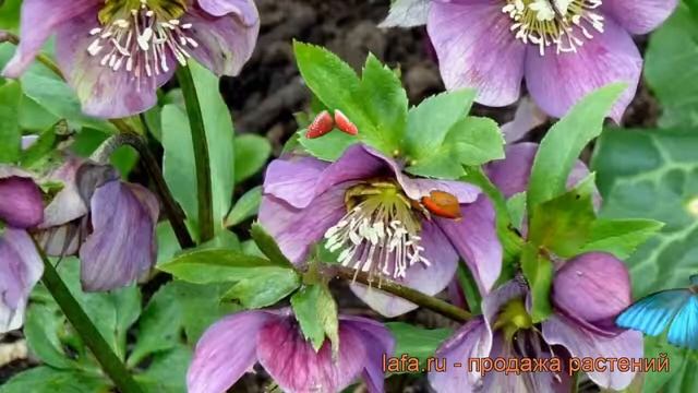Морозник гибридный Эрли Пёпл (helleborus) ? Эрли Пёпл обзор: как сажать, саженцы морозника Эрли Пёп смотреть онлайн