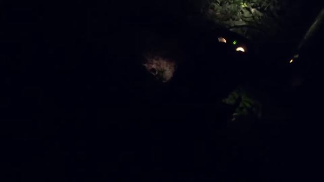 Авантис 250, БМ 200, QM 200 - штурмуем лес и непролазные заросли смотреть онлайн