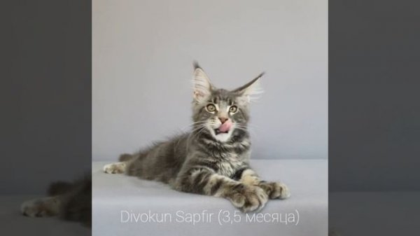 Голубой мраморный Мейн кун Сапфир (Divokun Sapfir) 3,5 месяца