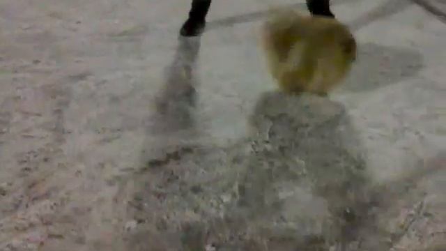 Шпиц - забавный хоккеист. смотреть онлайн