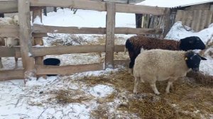 Дорпер или Катумские??? Какая порода лучше??