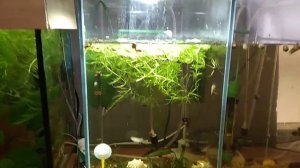 Кокос в аквариуме. Как подготовить кокос в аквариум.