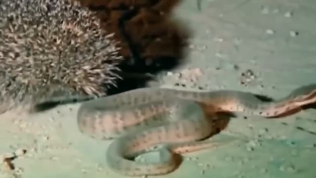 Змея Сразу Же Пожалела, Что Напала На Дикобраза смотреть онлайн