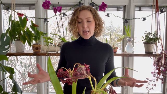 Unearth Horticulture - Amaryllis Care смотреть онлайн