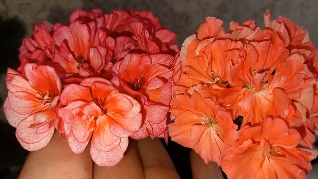 Пеларгонии Brocade Salmon Night и Odensjö Suzie Wong, нереальные махровые красотки
