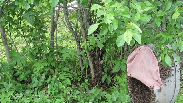 Учимся профессионально точить древесину. Снять рой ? Так это просто. смотреть онлайн