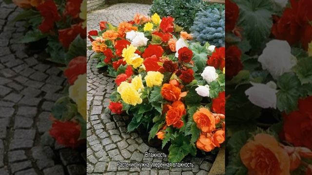 Бегония Декоративнолиственная — особенности выращивания смотреть онлайн