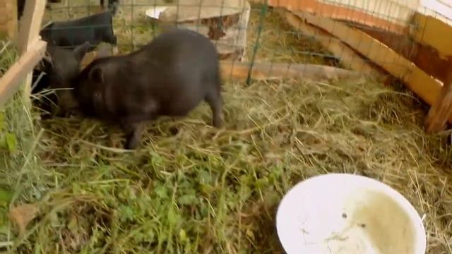 Кормушка для травы. Соль от глистов || Вьетнамские свиньи ?? смотреть онлайн