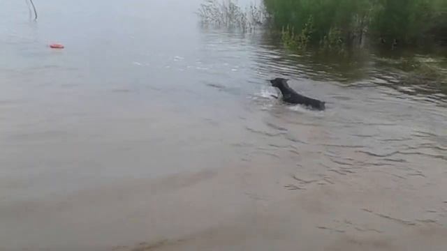 #doberman Как научить добермана плавать. Doberman.