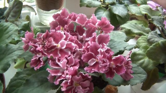 Мои комнатные цветочки. Весна 2017. #2 Фиалки смотреть онлайн