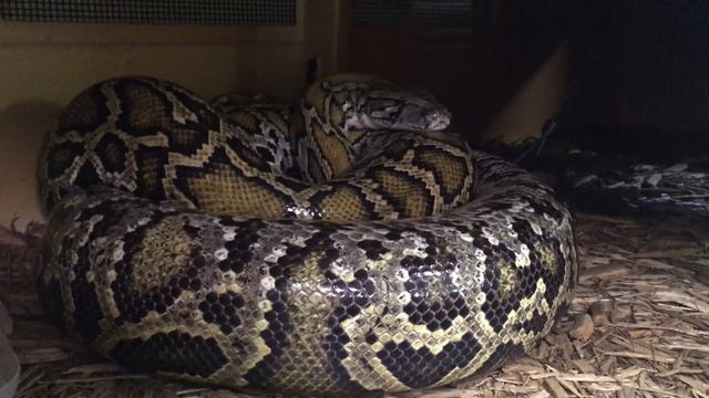 Burmese Python Update May 15th смотреть онлайн