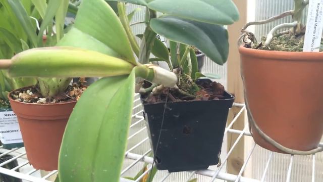 Orchid Care: Cattleya intermedia orchid My first bloom смотреть онлайн