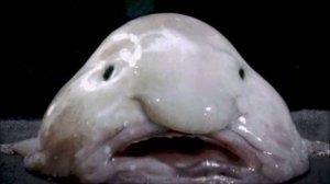 САМЫЕ НЕОБЫЧНЫЕ МОРСКИЕ ОБИТАТЕЛИ! ТОП 5