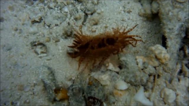 Locomotion of the fragile file clam, Limaria fragilis смотреть онлайн