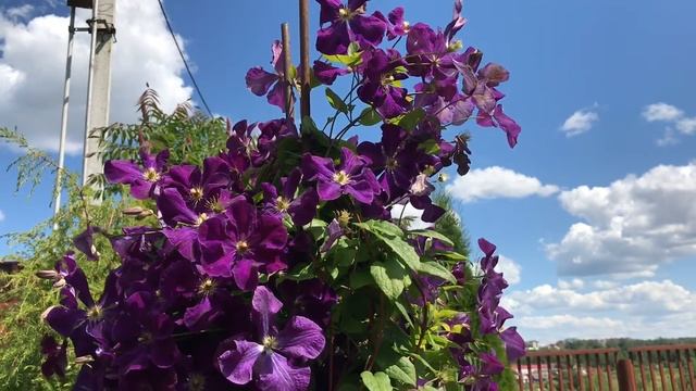 Супер цветение и цвет клематиса Тучка!! Clematis Tuchka ! смотреть онлайн