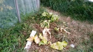 Как уничтожить крапиву, хрен, вьюнок, бодяки, клен и другие устойчивые сорняки?