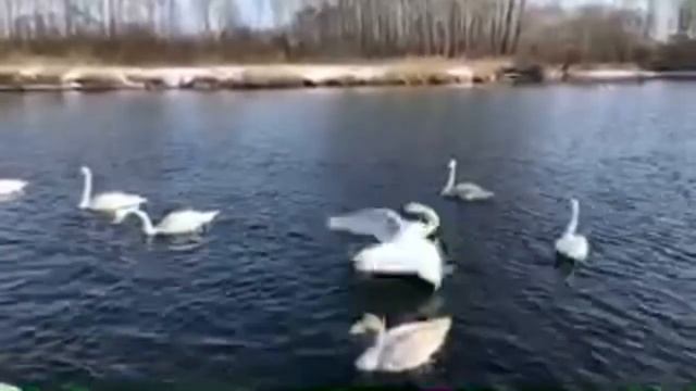 Лебединое Озеро Светлое смотреть онлайн