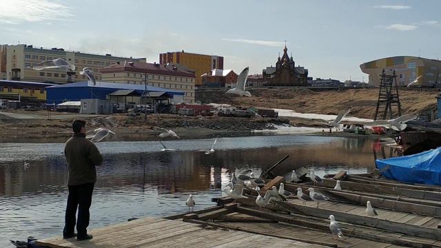 Река Казачка. Кормлю чаек. Хорошая погода. Город Анадырь Дальний Восток Чукотка Арктика смотреть онлайн