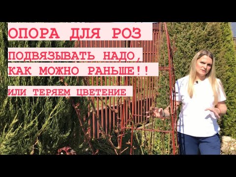 ОПОРА И ПОДВЯЗКА АНГЛИЙСКОЙ РОЗЫ ДЖЕФ ГАМИЛЬТОН ?.mp4 смотреть онлайн