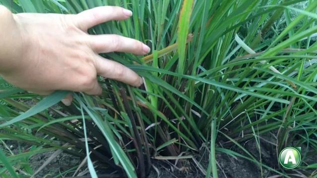 В ладу с природой 388 - как выбрать хорошие семена, цимбопогон, художественная школа в Костанае