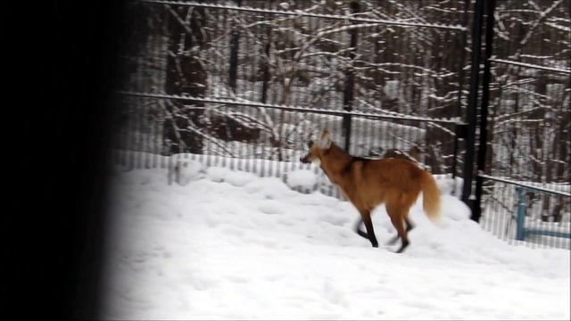 Красавец гривистый волк на прогулке 06.01.19 смотреть онлайн