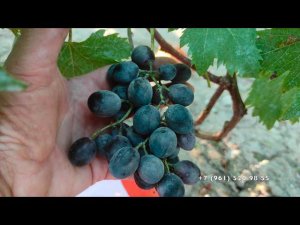 Виноград Полуночная красавица
