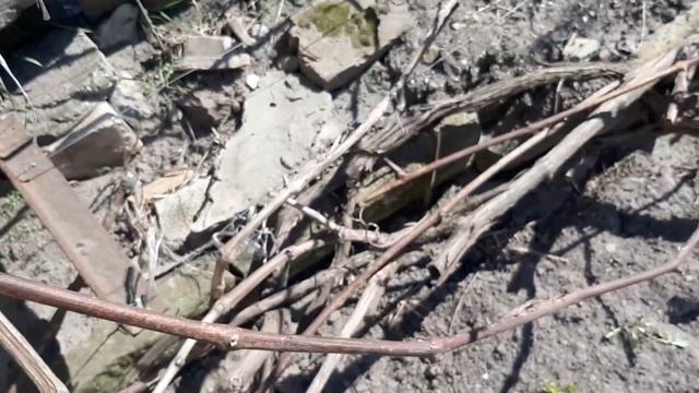 Обзор виноградника после зимы. смотреть онлайн