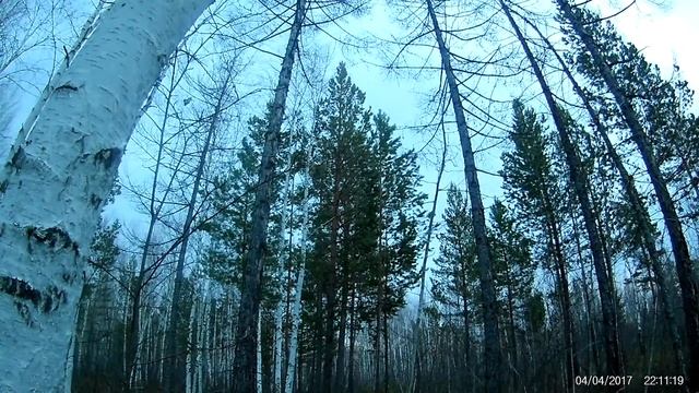 Охота на глухаря на току в Иркутской области 2017 смотреть онлайн