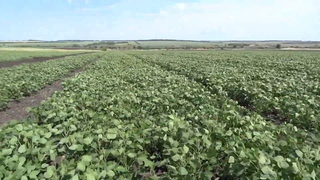 Соя, нормы высева 200, 300, 400, 500 тыс./га (междурядье 25 см), сорт ОАК Пруденс (06.07.2018) смотреть онлайн