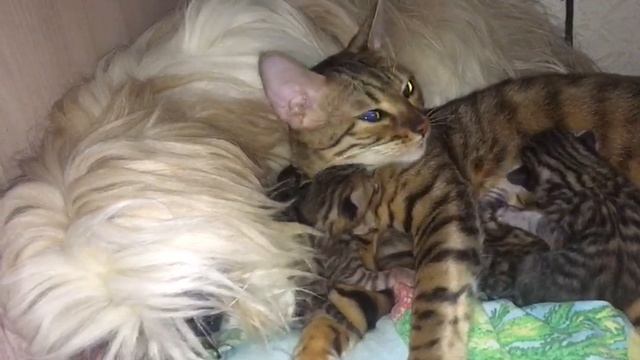 Shitzu and Toygers смотреть онлайн