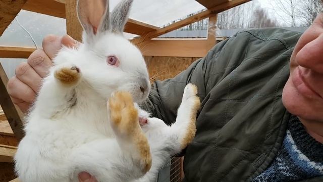 Обзор хозяйства новые крольчатки) смотреть онлайн