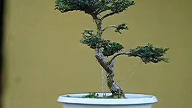 HIRTH Bonsai - Lonicera nitida Yamadori Bonsai смотреть онлайн