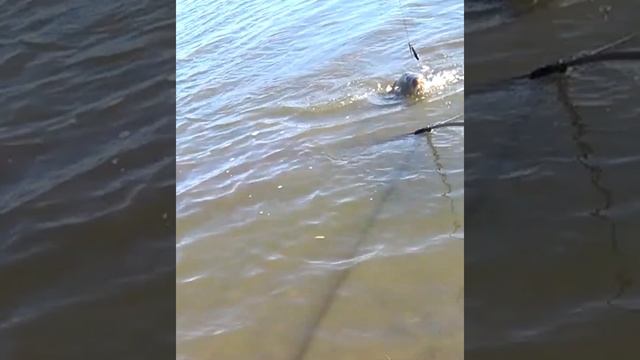 InShot_20230929_084803541.mp4 смотреть онлайн