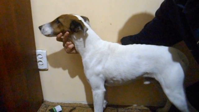 Как измерить рост фокстерьера в холке в домашних условиях смотреть онлайн