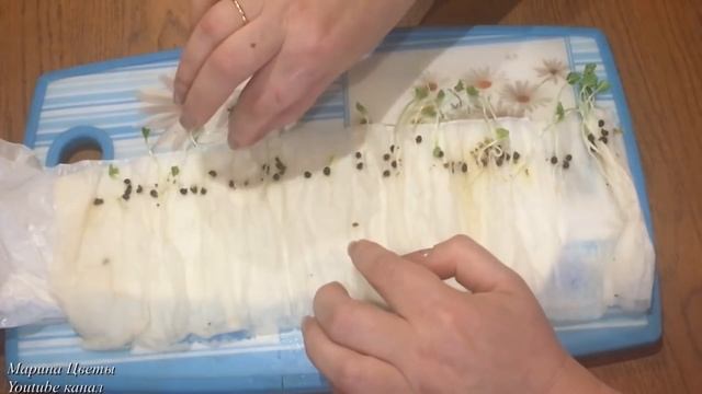 Гибискус Травянистый семенами. Особенности )!!! смотреть онлайн