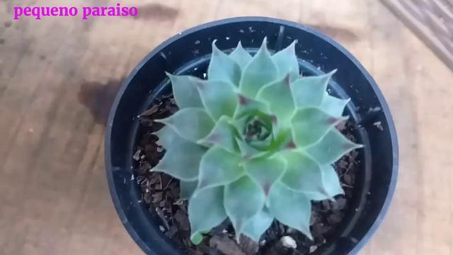 sempervivum tectorum sunset"vamos conhecer" vem comigo!? смотреть онлайн