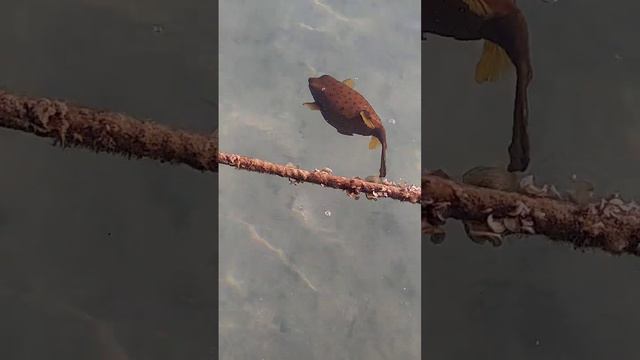 Жители Красного моря очень любезны!) смотреть онлайн
