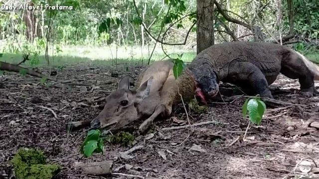 KOMODO DRAGON ATTACK AND EAT ALIVE DEER - ANIMALS ( Rinca Island - Komodo Island)