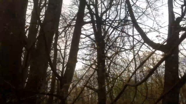 Заброшенный дворец Елизаветы I в Ломоносове, по адресу Ораниенбаумское шоссе д. 2а. смотреть онлайн